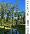 summer water garden 94294456