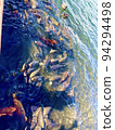 Flock of carp swarming for food 94294498