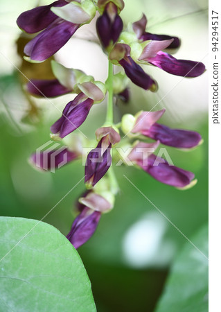 Mucuna bean flower 94294517