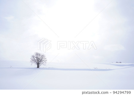 北海道的雪景 94294799