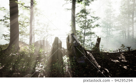 sun light in the fairy foggy forest 94295294