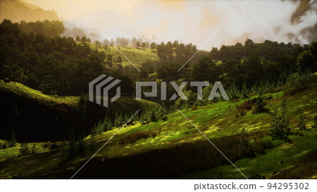 green trees in canyon at sunset with fog green trees in canyon at sunset with fog 94295302