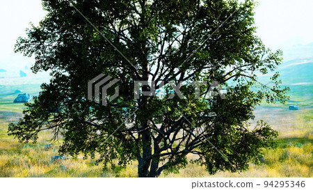 dark autumn tree and the yellow grass field 94295346