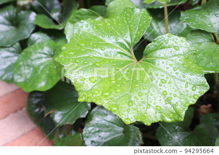 raindrops on leaves after rain 94295664