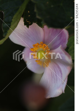 Pink anemone flowers blooming in a Japanese autumn garden 94295844