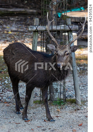 EOSR6.Hiroshima Miyajima, splendid corner take2. 94295924