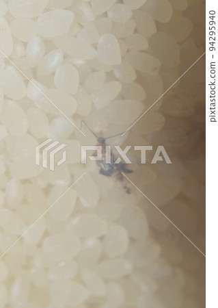 飯盒裡的成年野西姆蛾 94295940