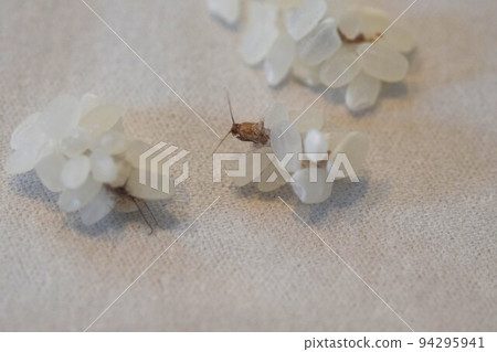 從稻繭中出現的野希斑美嘉 94295941