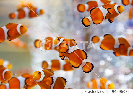 小丑魚在水族館裡游泳 94296084