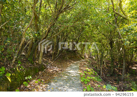 Tsubaki Road, a promenade leading to Osezaki Lighthouse 94296155
