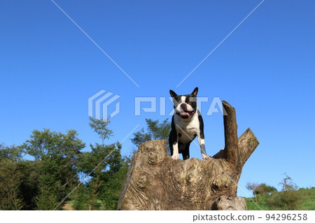Mighty, a Boston terrier, climbs a tree in the village of Aigo in Hatoyama, which was selected as the happiest town in Japan in 2022. 94296258
