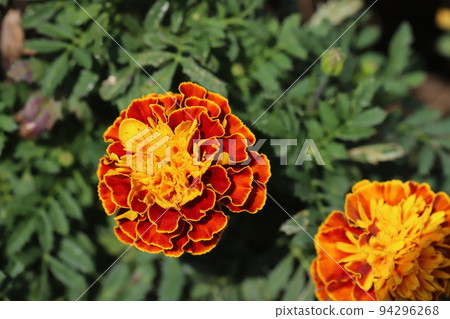 日本秋季花園中盛開的五彩紅橙萬壽菊花 94296268
