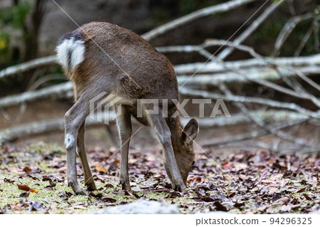 EOSR6.Hiroshima Miyajima, deer looking for fallen leaves. 94296325