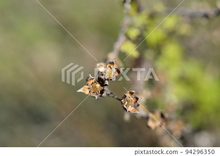 Shrubby Cinquefoil 94296350