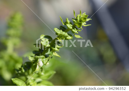 Common basil Common basil 94296352