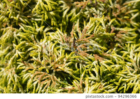Hinoki cypress Butterball Hinoki cypress Butterball 94296366