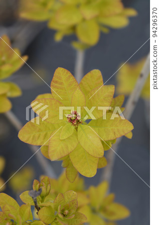 Smoke tree Golden Spirit 94296370