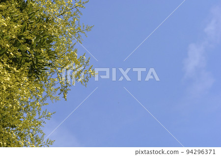 Japanese pagoda tree 94296371