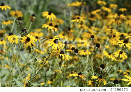 Black-eyed Susan 94296373