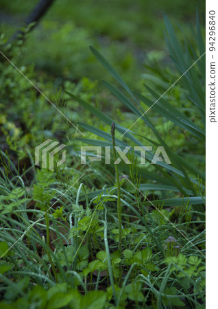 sprouts of asparagus sprouts of asparagus 94296840