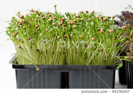 Growing microgreens in containers.Micro-green coriander close-up. Greens for food. Growing microgreens in containers.Micro-green coriander close-up. Greens for food. 94296897