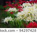 red and white spider lily 94297428