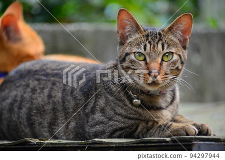 A gray tabby cat with a bell, looking straight ahead. Houtong Cat Village. A gray tabby cat with a bell, looking straight ahead. Houtong Cat Village. 94297944
