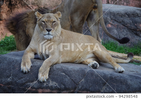 Zoo animals Zoo animals 94298548