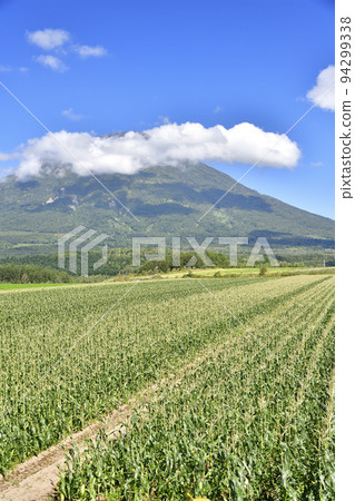 初秋拍攝北海道真狩村收穫的玉米地和羊蹄山 初秋拍攝北海道真狩村收穫的玉米地和羊蹄山 94299338