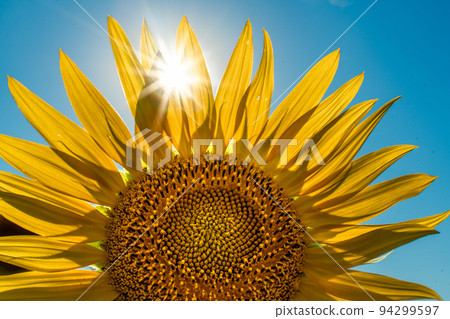 Half of a sunflower flower against a blue sky. The sun shines through the yellow petals. Agricultural cultivation of sunflower for cooking oil. 94299597