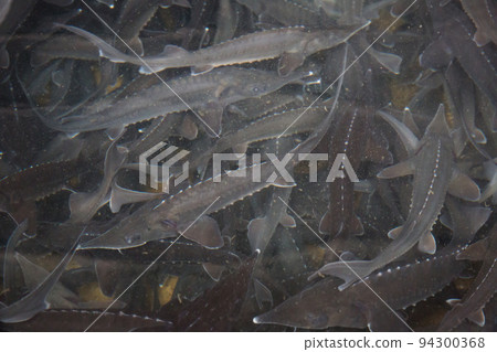 School of sturgeon fish 94300368