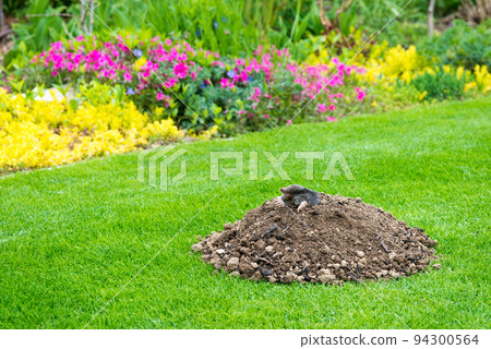 Mole, Talpa europaea, making mole hill and damaging beautiful lawn and flower garden. 94300564
