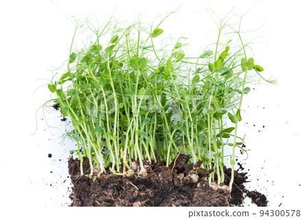 Pea sprouts taken from container with soil and roots, healthy eating home gardening concept Pea sprouts taken from container with soil and roots, healthy eating home gardening concept 94300578