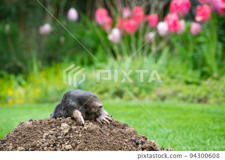 Mole animal - Talpa Europaea, causing damage as a pest in the garden with its mole hills and underground tunnels Mole animal - Talpa Europaea, causing damage as a pest in the garden with its mole hills and underground tunnels 94300608