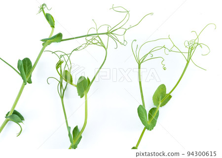 young pea plant grown as micro green, isolated on white young pea plant grown as micro green, isolated on white 94300615