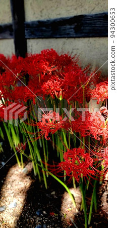 Cluster amaryllis blooming beside the building where you can feel autumn 94300653