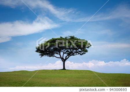 big tree isolated on grass hill with blue sky 94300693