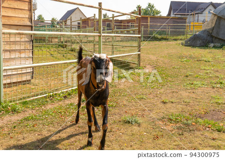 Goat animal farm brown mammal agriculture livestock domestic white, concept milk horn for happy and baby up, mascot health. Hooves cheese udder, Goat animal farm brown mammal agriculture livestock domestic white, concept milk horn for happy and baby up, mascot health. Hooves cheese udder, 94300975
