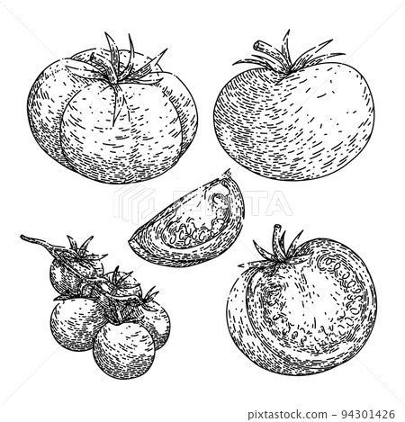 tomato red set sketch hand drawn vector - Stock Illustration [94301426 ...