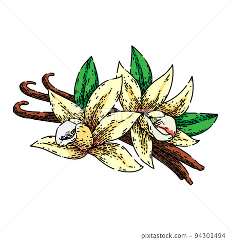 vanilla spice sketch hand drawn vector 94301494