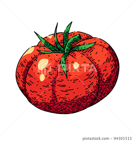 tomato food sketch hand drawn vector 94301513