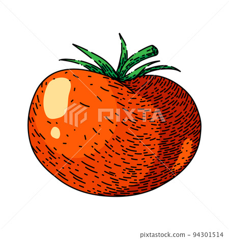 tomato vegetable sketch hand drawn vector 94301514