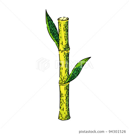 sugar cane sketch hand drawn vector 94301526