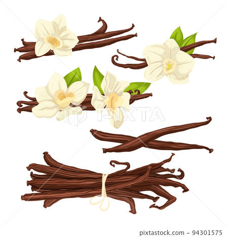 vanilla flower set cartoon vector illustration 94301575