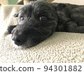 放鬆在沙發的狗 94301882