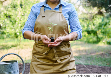 Midsection of a farmer in a beige apron holding sprouted tomato seedlings with soiled roots in the ground. Eco farm concept. Organic farming business. Agriculture. Start of the planting season 94301914