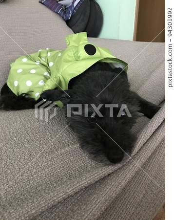 一隻下雨天不想出去散步的狗 一隻下雨天不想出去散步的狗 94301992