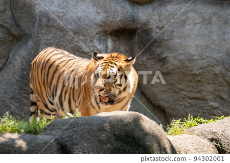 Cool tiger Cool tiger 94302001