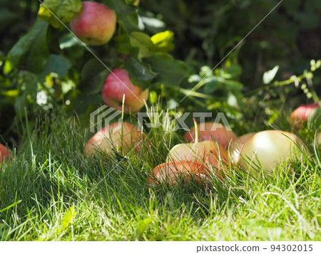 Autumn natural background.Big apples lie in the grass in the garden. 94302015