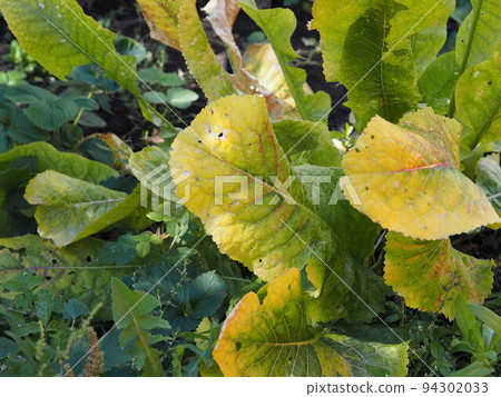 Autumn natural background. Yellowed horseradish leaves grow in the autumn garden. Autumn natural background. Yellowed horseradish leaves grow in the autumn garden. 94302033